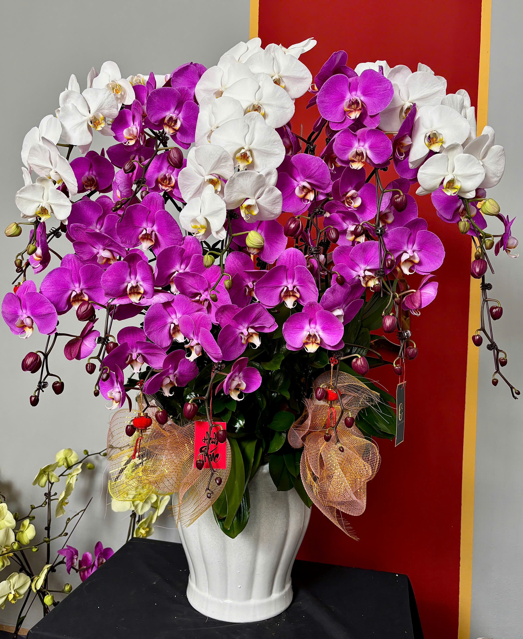 XUÂN AN YÊN - CHẬU LAN HỒ ĐIỆP 3 z6253221476330 9279b5b0841fc3c174962bcda8025cb2