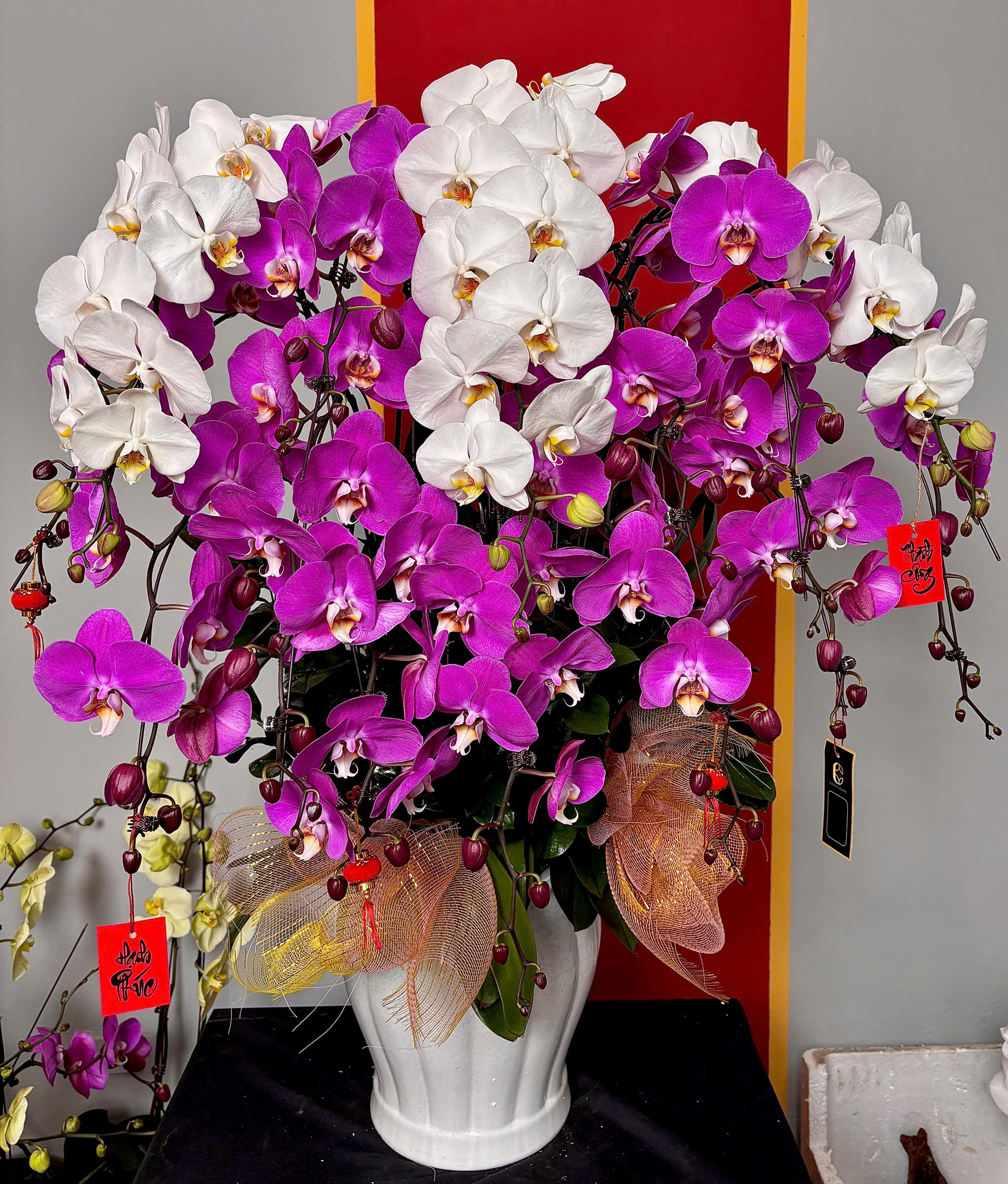 XUÂN AN YÊN - CHẬU LAN HỒ ĐIỆP 5 z6253221487210 99f67cd5fcd04c3a29c989fc6be0d690