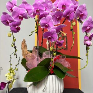 Chậu Lan Hồ Điệp Tím Nhạt