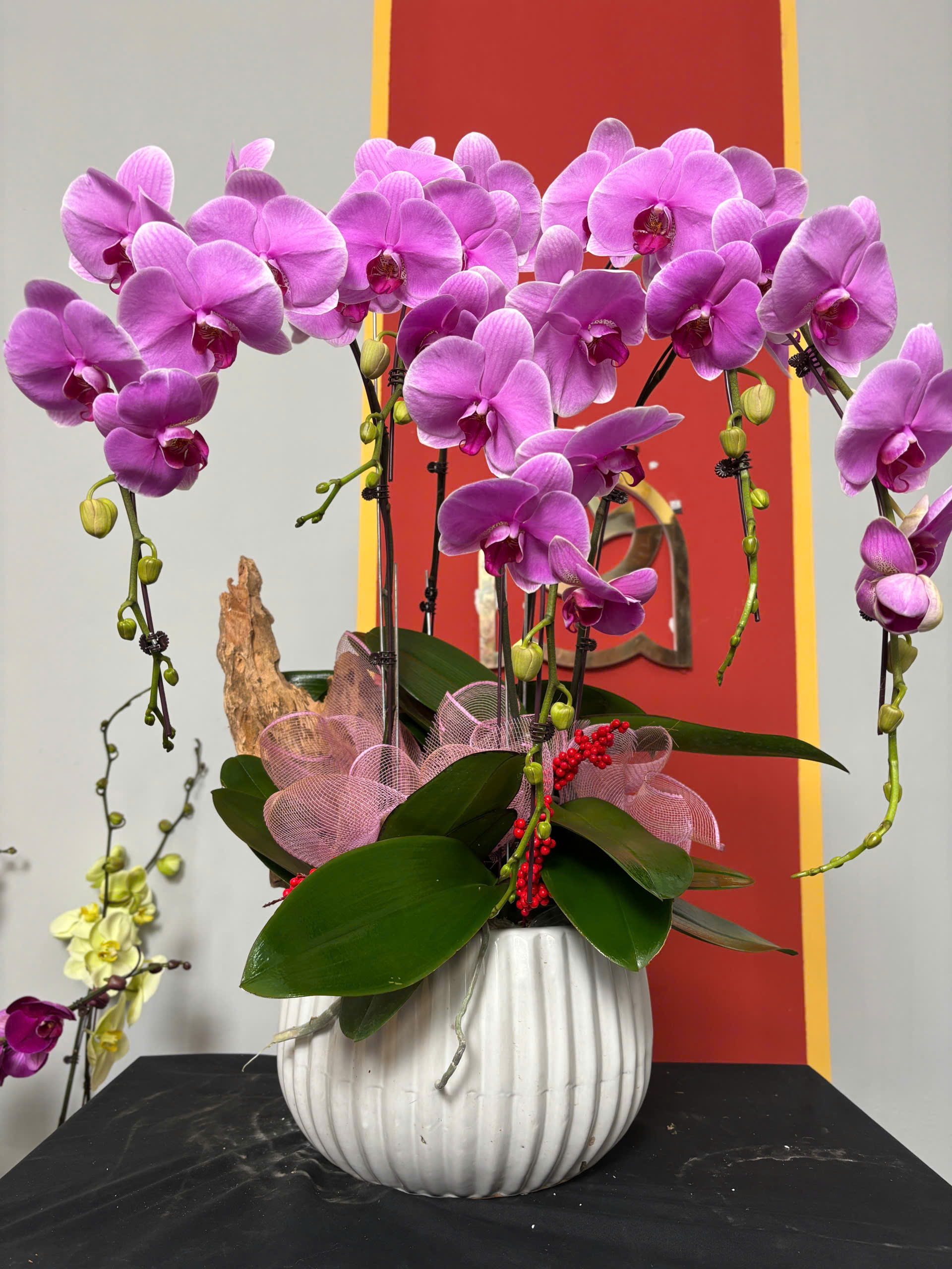 Chậu Lan Hồ Điệp Tím Nhạt 1 z6262897977994 495565f6752b948ec876cec6dd3585b6