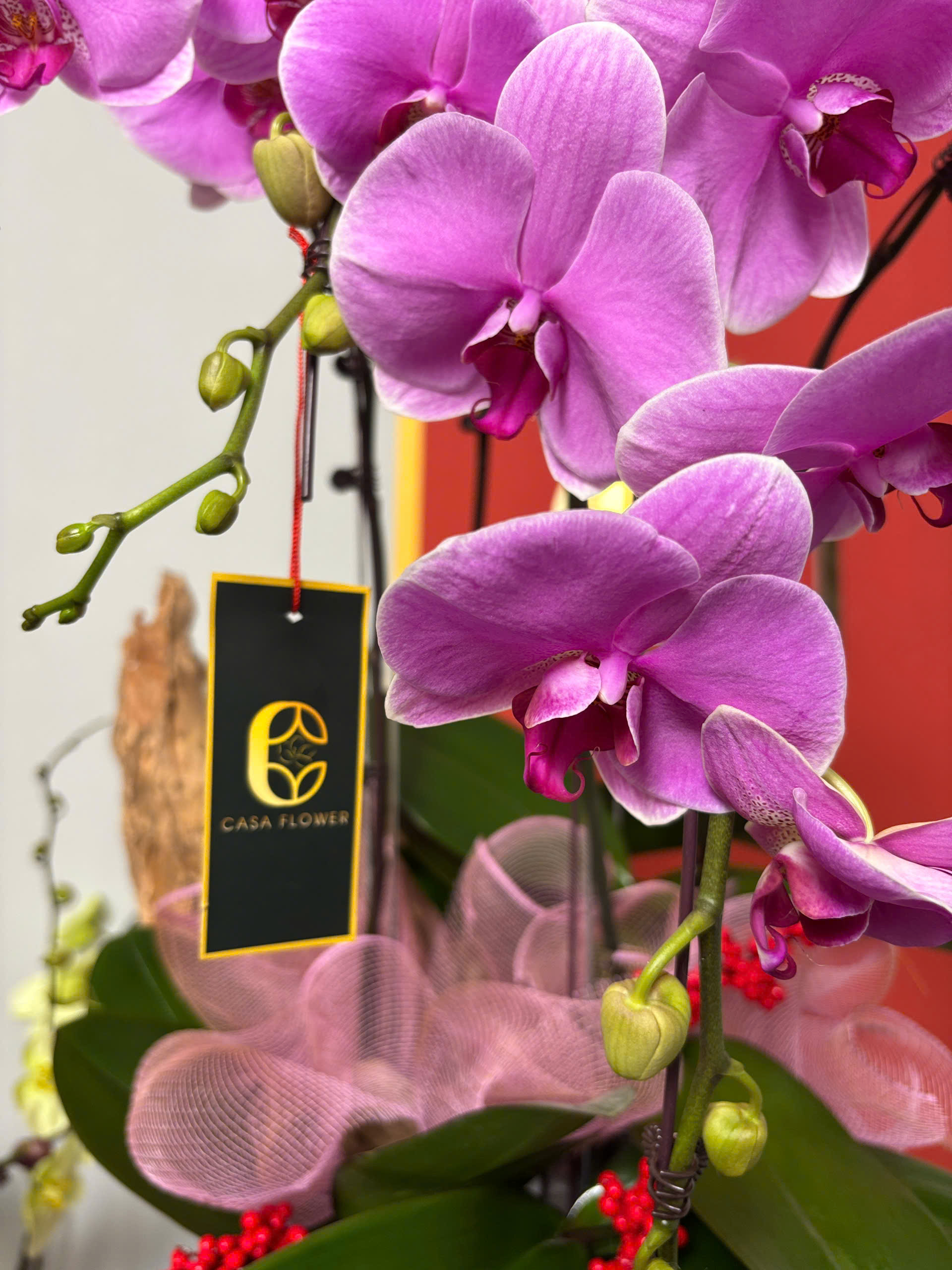 Chậu Lan Hồ Điệp Tím Nhạt 2 z6262897985342 9b3782ed705b779670b885fb375ae63f