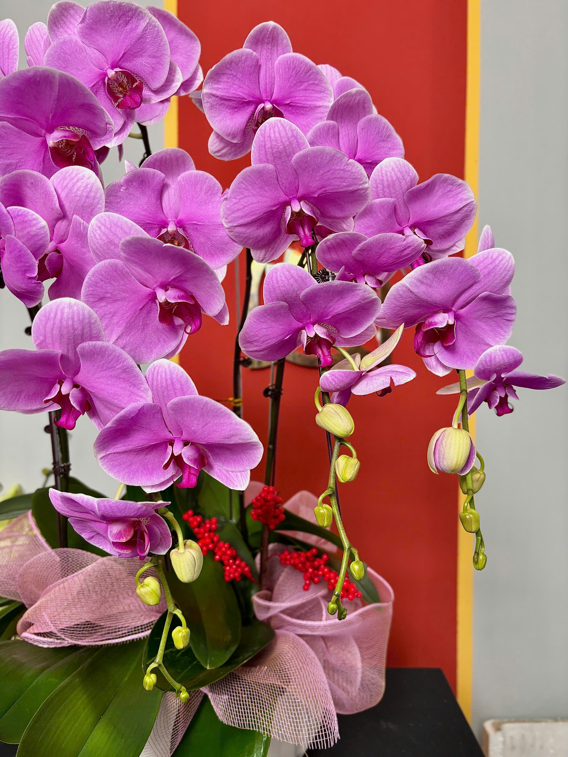 Chậu Lan Hồ Điệp Tím Nhạt 3 z6262897988155 67d590e487f6ed6243a61304f61d1eee