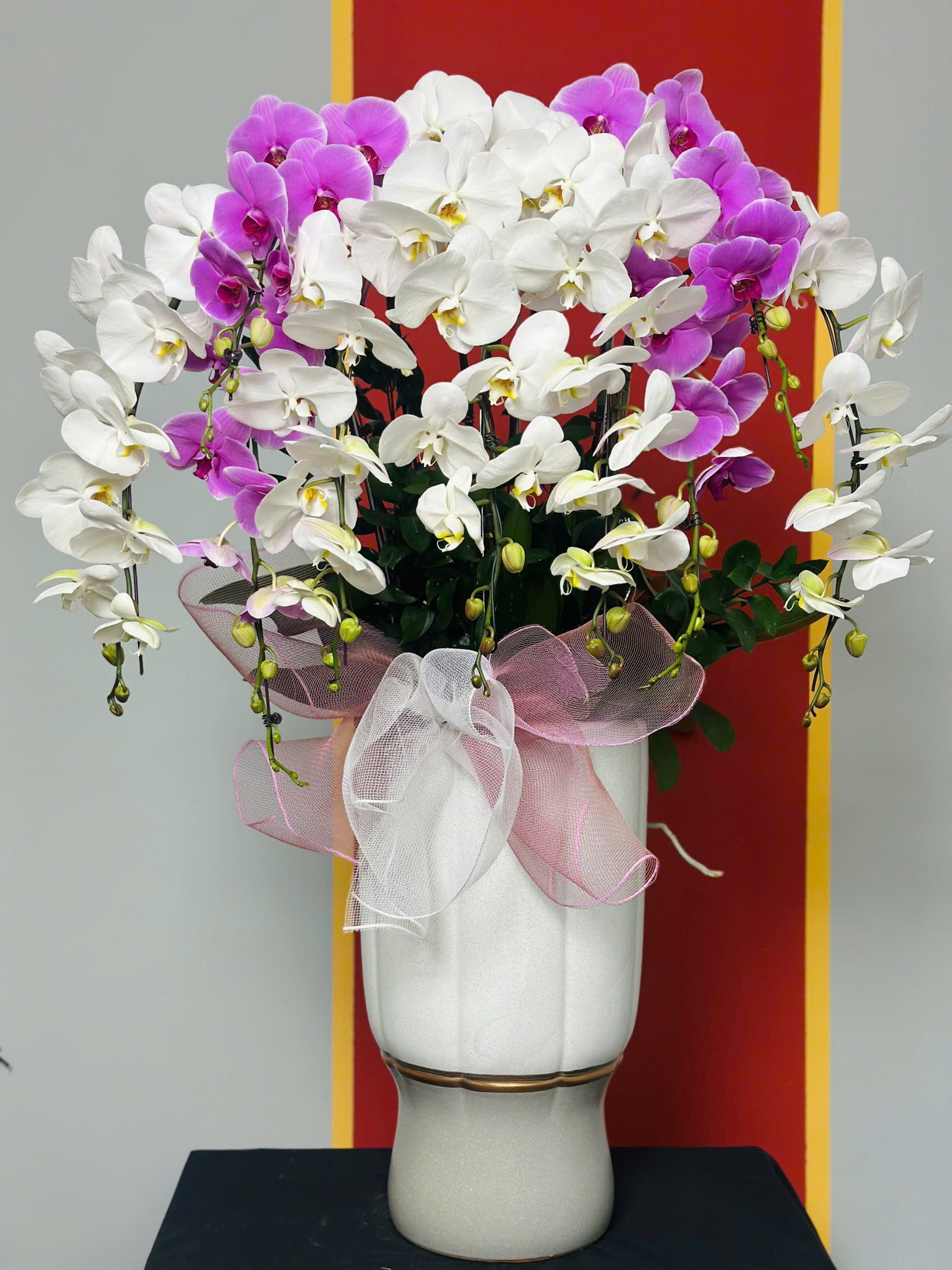 Lan Hồ Điệp Mix Trắng Tím 10 Cây