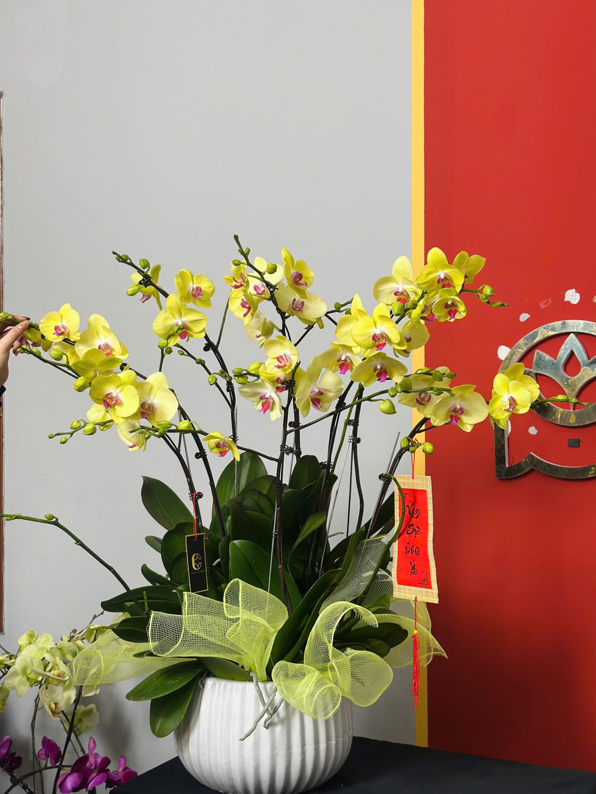 Chậu Lan Hồ Điệp Vàng 8 Cành 3 z6264503658211 1645fd7fc468d298afb056fedbe9d01c scaled