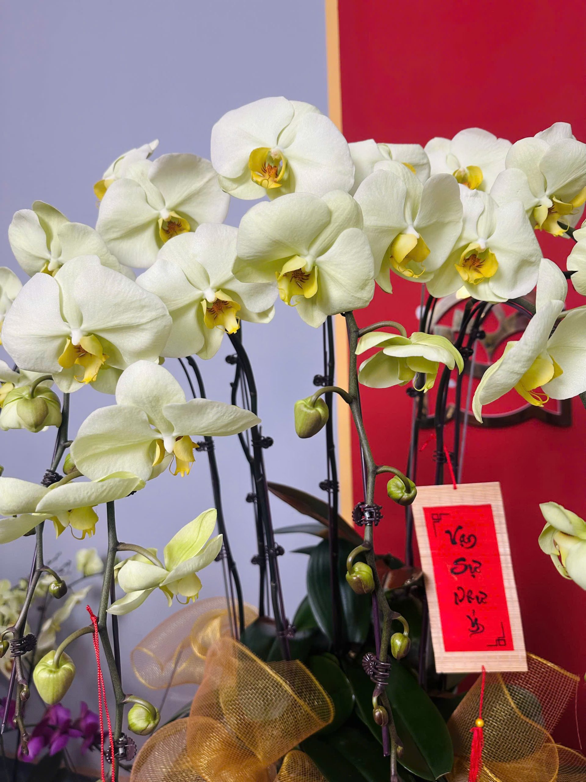 Lan Hồ Điệp Xanh Bơ 5 Cành 2 z6264503675977 49c42726feff853fd09d4b8ff77936d5 scaled