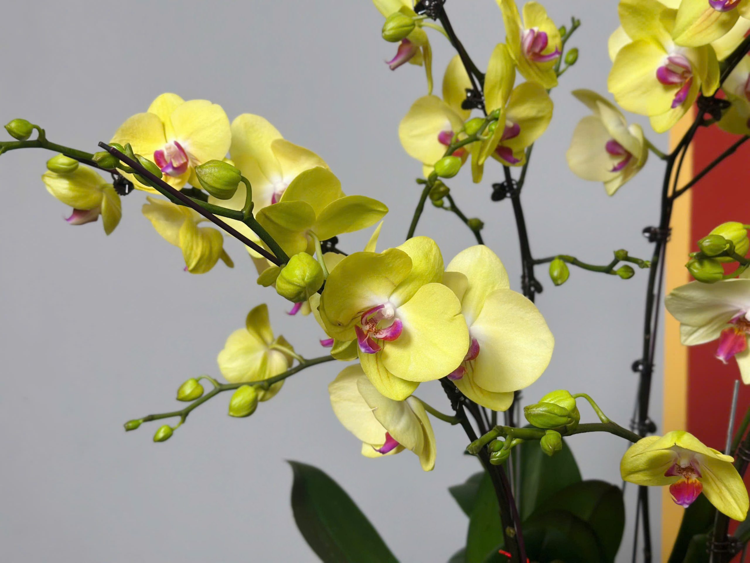 Chậu Lan Hồ Điệp Vàng 8 Cành 2 z6264503680859 2c5be6a4160cb689fafd9dfdb20392ba scaled