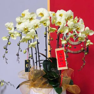 Lan Hồ Điệp Xanh Bơ 5 Cành