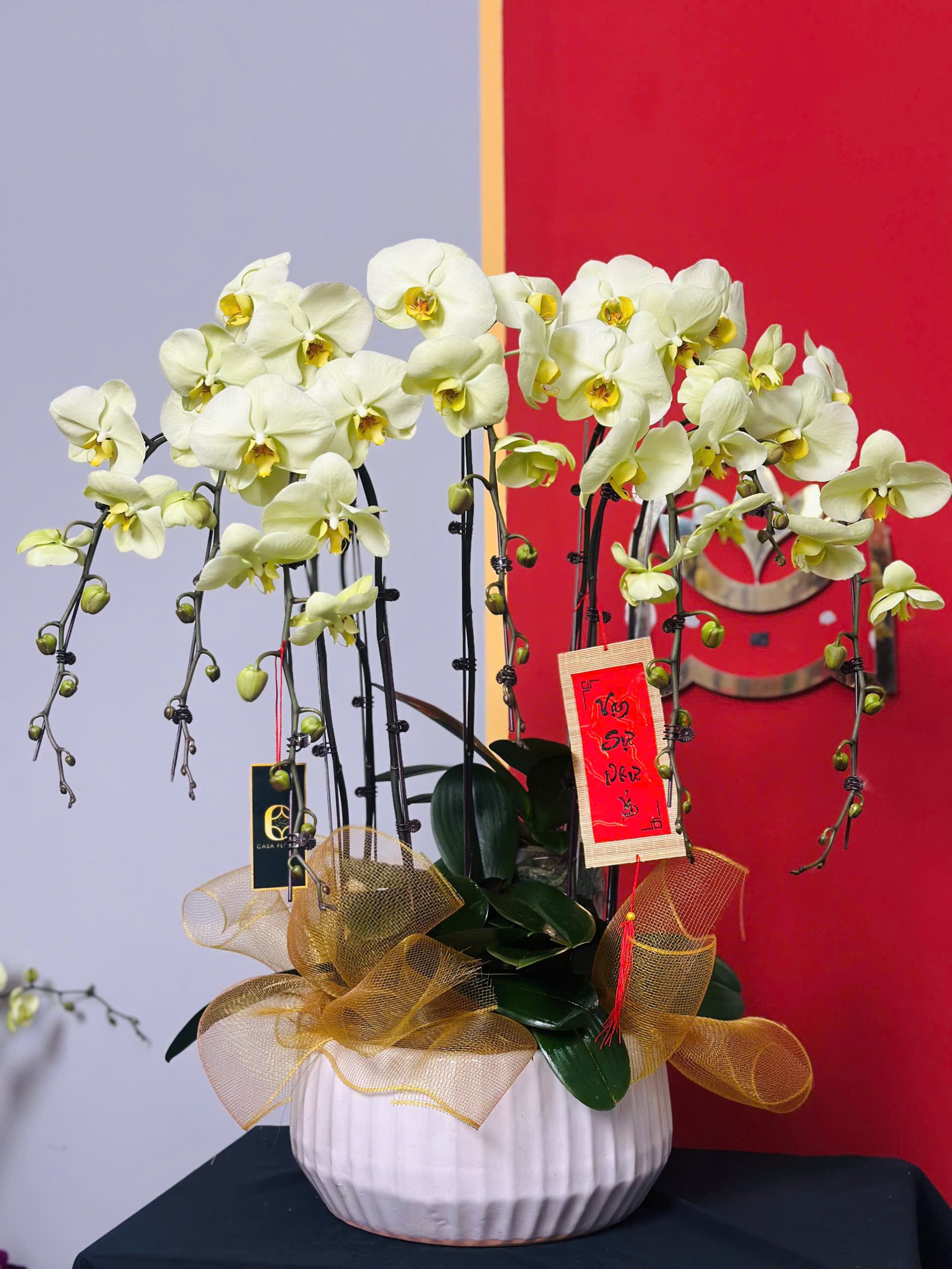 Lan Hồ Điệp Xanh Bơ 5 Cành