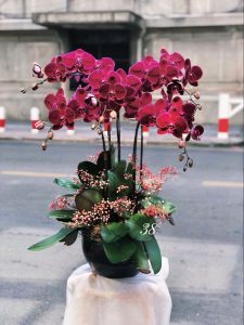 Chậu Lan Tím 5 Cành LT02-2025