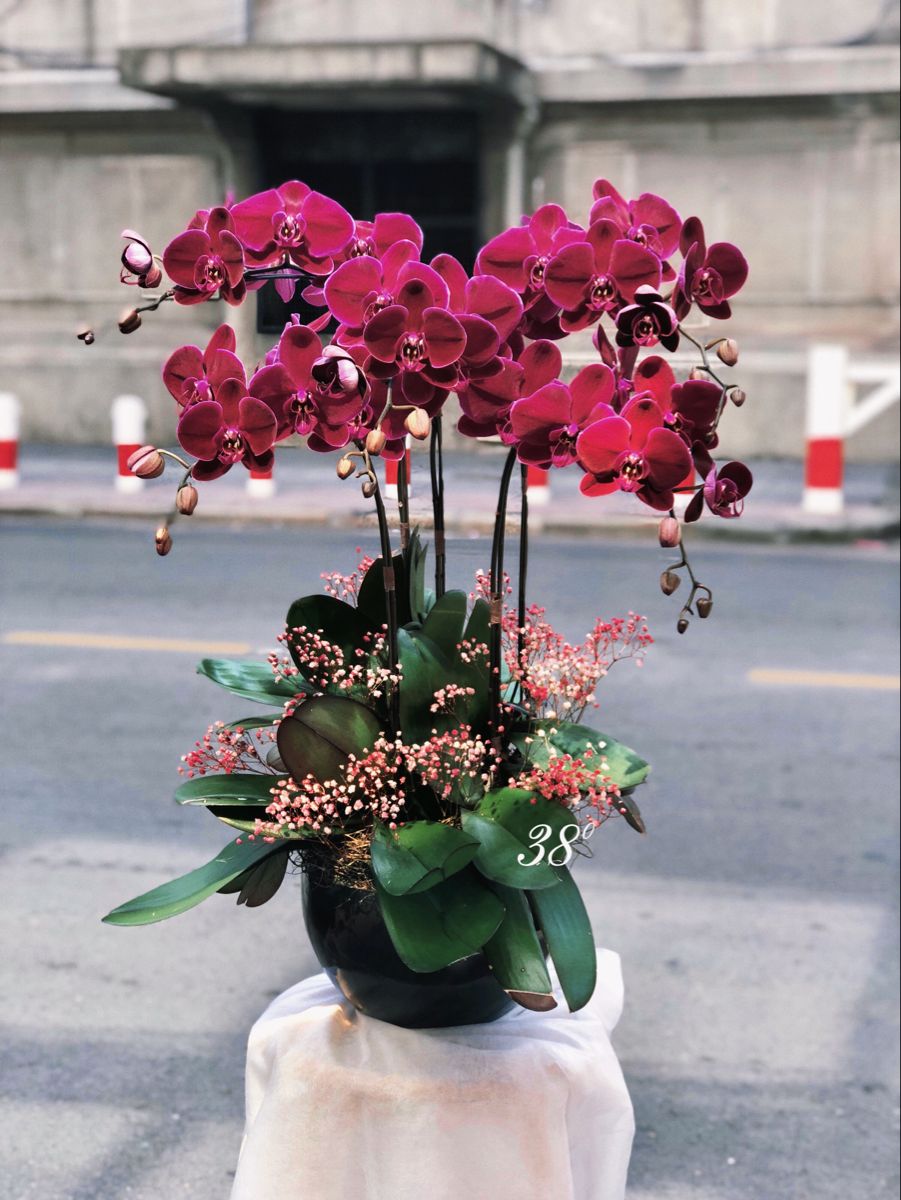 Chậu Lan Tím 5 Cành LT02-2025 1 4d4a56698b6d54b1806046c49da309de