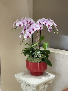 Chậu Lan Tím Trắng 3 cành Decor LT05-2025