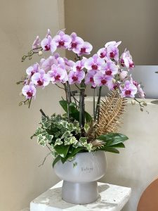 Chậu Lan Trắng Tím TT01-2025