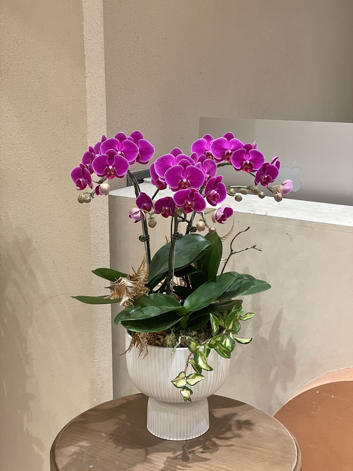 Hoa Lan Hồ Điệp Tím Để Bàn LT01-2025 1 81f973336de62a1bacd08b1171218c48