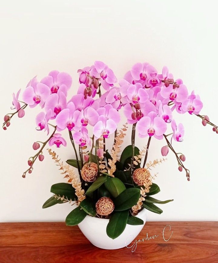 Chậu Lan Để Bàn Tím Đại Decor LT04-2025